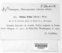 Ustilago tritici image